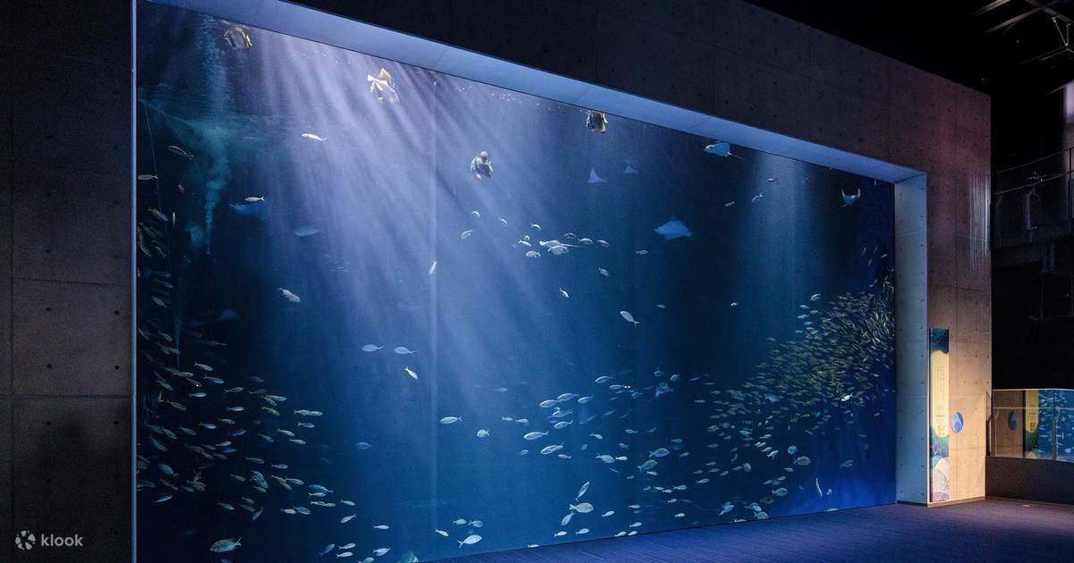 今週引っ越しますので、ご入用の方はご購入ください。四国水族館　入館チケット4枚 四国水族館 入場券 2025-2026 - メルカリ